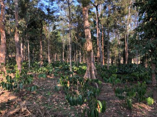 a forest filled with lots of green plants at Village House in Blegod