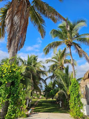 a group of palm trees on the beach at Zihua 6bed 3bath Home for 12 with Direct Access to Beach in Zihuatanejo