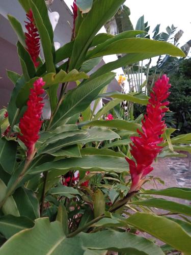 a plant with red flowers and green leaves at Doña Mayra Aparta Hotel in Las Terrenas