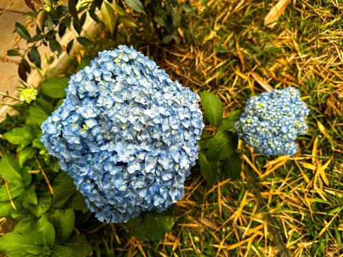 two blue flowers on the ground in the grass at Tierra Maravilla in Salento