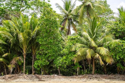 a group of palm trees on the beach at Casa Ballena with Beach Access and Private Pool in Uvita