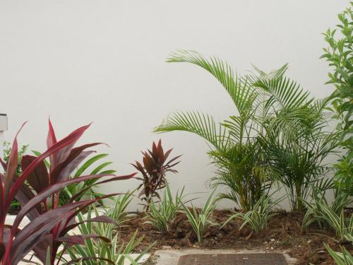 a row of plants against a white wall at The Carlton Barbados - Luxury Townhouse Rental in Saint James