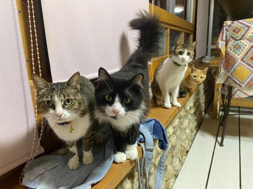 a group of cats sitting on a shelf at 宿屋lotus in Ishigaki Island