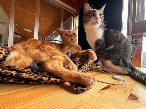 two cats sitting on a table in front of a mirror at 宿屋lotus in Ishigaki Island
