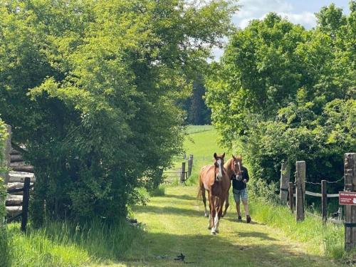 a man walking a horse down a dirt road at Safari Tent in Nommern near Forest in Nommern