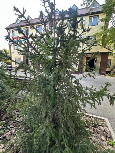 a small pine tree in front of a building at Belon Garden Hotel in Prigorodnyy