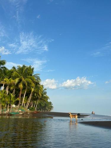 ein Hund steht im Wasser am Strand in der Unterkunft Tropical Camas hostel in Pochotal
