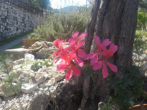 a pink flower is growing next to a tree at B&B da Maria Teresa - Maratea in Maratea