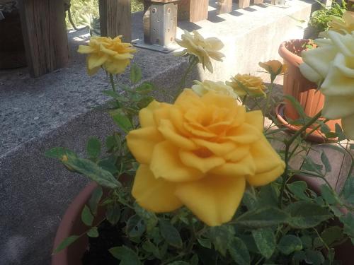 a plant with yellow roses in a pot at B&B da Maria Teresa - Maratea in Maratea