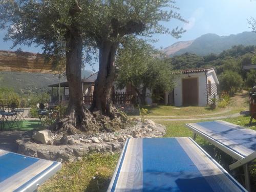 a house with a pool and a tree at B&B da Maria Teresa - Maratea in Maratea