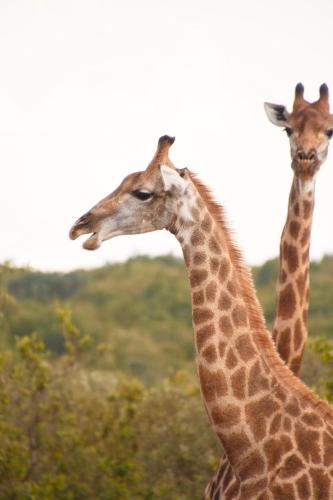 two giraffes standing next to each other in a field at Mologa River Lodge in Rust de Winter
