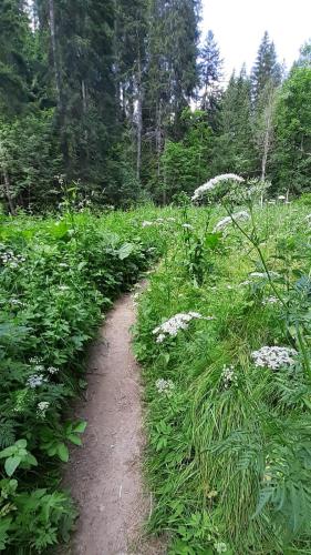 a dirt trail in a field with white flowers at Villa Grenzenlos in Löffingen