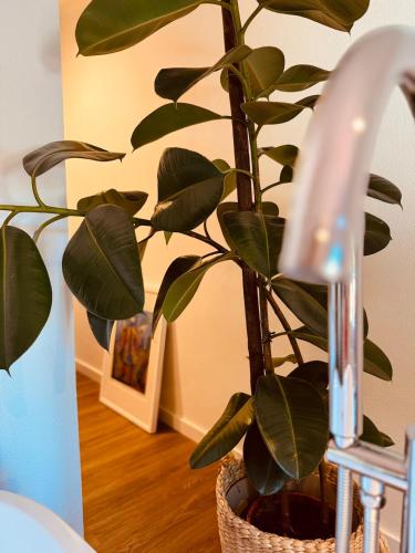 a plant in a basket sitting next to a faucet at Casa do Lambril in Tinalhas