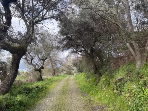 a dirt road through a field with trees at Casa do Lambril in Tinalhas