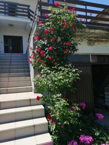 a bush of red roses growing on the side of a building at Apartmani Sokobanja Alexandar in Soko Banja