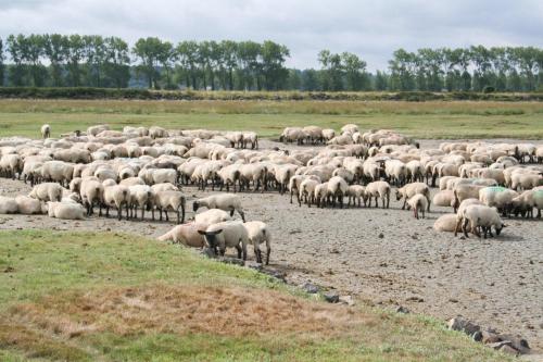a large herd of sheep standing in a field at Les Rêveries de Tinténiac in Tinténiac