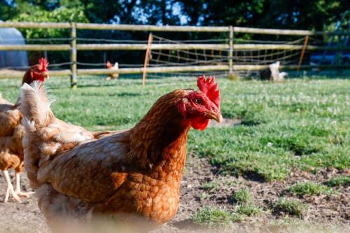 a group of chickens standing in a field at Chambre Breizh in Cast
