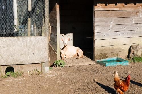 a goat sitting in a barn next to a chicken at Chambre Breizh in Cast