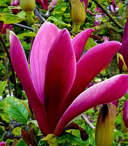 a pink flower is growing on a tree at Magnolija in Liepāja