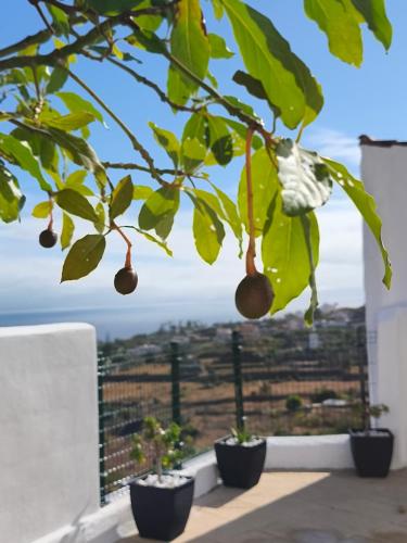 Φωτογραφία από το άλμπουμ του Casa Teide σε Icod de los Vinos