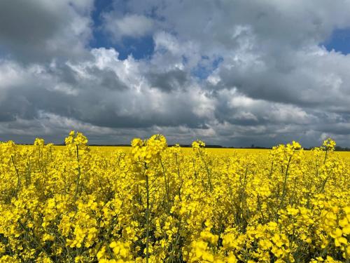 a field of yellow flowers under a cloudy sky at Blaumuschel Sprotte 15 in Lubmin