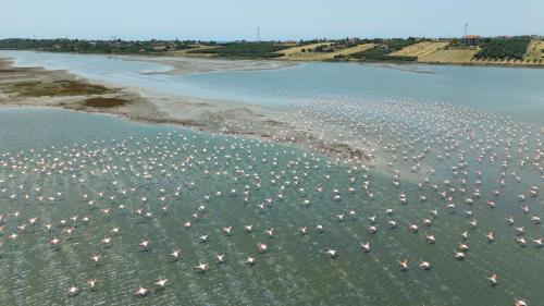 an aerial view of a large group of boats in the water at Flamingo Living Halkidiki - The Villas in Áyios Mámas