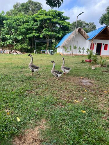 three birds walking in the grass in front of a house at Dreamvilles Ecovillage Las Galeras in Las Galeras