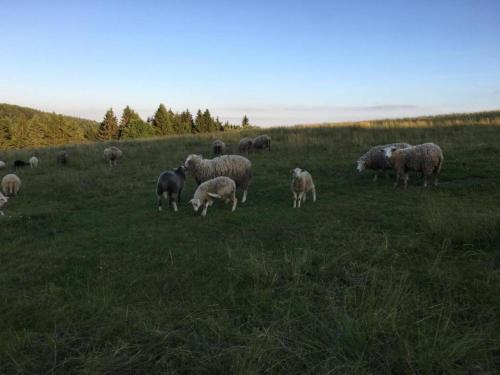 Animales en la casa o chalet o alrededores