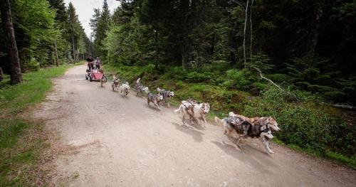 a group of dogs running down a dirt road at Le Essaouira - Gare Bellegarde - Direct Genève in Bellegarde-sur-Valserine