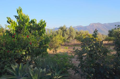Un campo de árboles con montañas al fondo en Finca La Madreselva, en Alhaurín el Grande