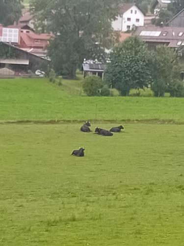 three cows laying in a field of green grass at Ferienwohnung in Arrach