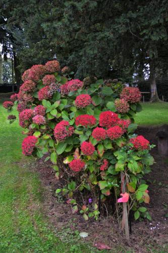 a bush of red flowers in a garden at Gîte, Le Séchoir à Lin demeure de charme in Veauville-les-Baons