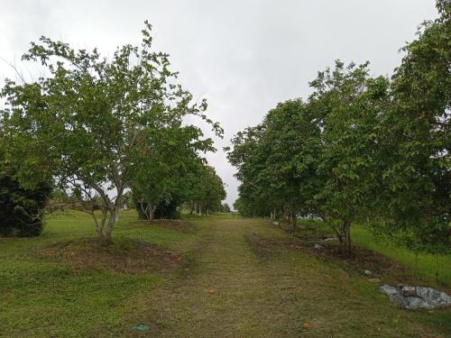 a dirt road with trees in a field at 4 Simple Minimalistic Rooms at Sunset Lodge - Eco Valley Retreat 豐之谷 in Balung