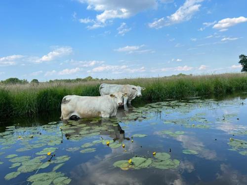 two cows are standing in a pond of water at Ferienwohnung AllerStall in Marklendorf