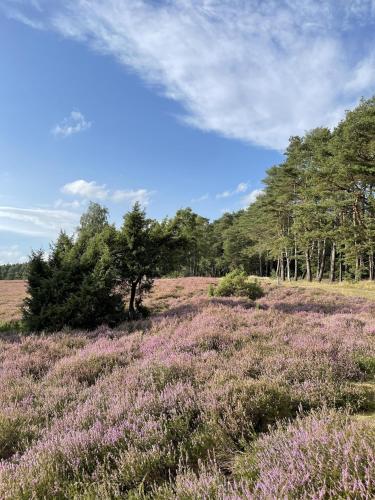 a field of purple flowers with trees in the background at Ferienwohnung AllerStall in Marklendorf