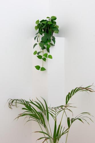 a plant is hanging on a white wall at Hotel Palas Grand View in Iaşi
