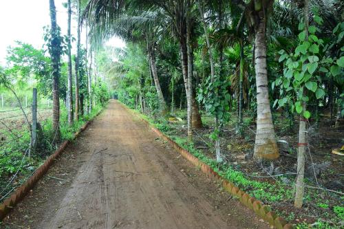 a dirt road in a forest with palm trees at Phalguni Farm Stay in Nanjangūd