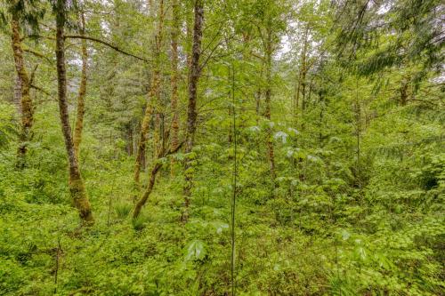 a forest filled with lots of green trees at The Burrow at Zig Zag in Rhododendron
