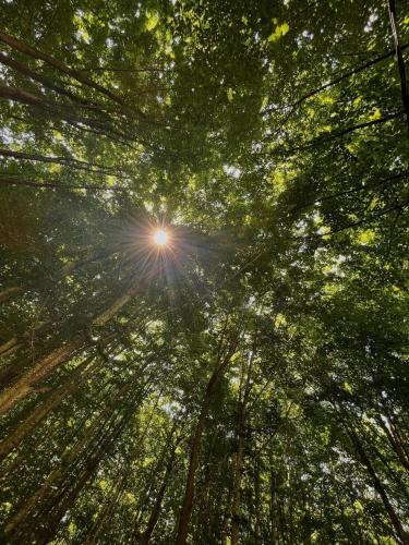 a view of the sun shining through the trees at Bujtina Frati in Vermosh