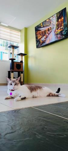 a cat laying on the floor in a room at Hotel Marovi in Santa Marta