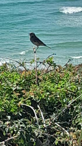 a black bird sitting on a bush next to the ocean at Ecrin de tranquillité - Centre Village in Barneville-Carteret
