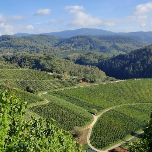 an aerial view of a vineyard in the hills at Heimatglück in Lautenbach