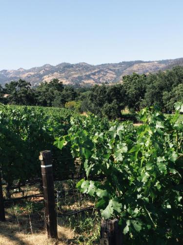 a bunch of grapes in a vineyard with mountains in the background at Le Petit Pali St Helena in St. Helena