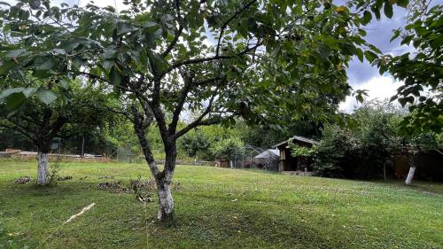 Aed väljaspool majutusasutust La Suite de la Villa