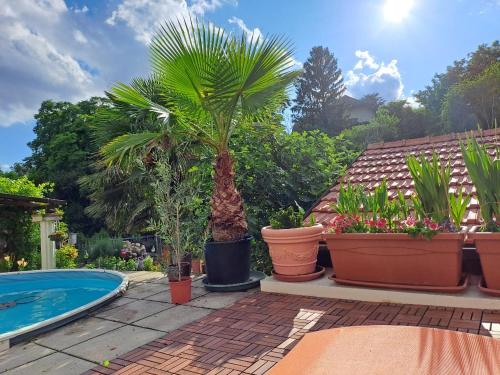 Un grupo de plantas en macetas y una piscina. en Ferienhaus Fabio, en Thürnthal