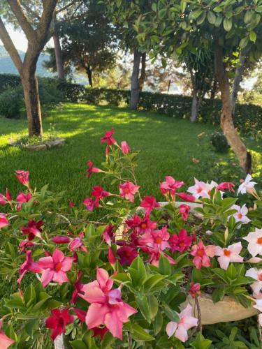 a bunch of pink and white flowers in a garden at Casa Vè in Sperlonga