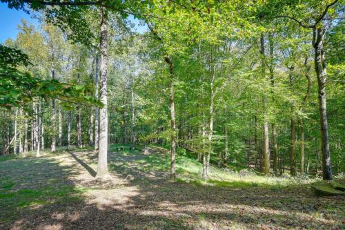 a wooded area with trees and a path at Cozy Cockeysville Retreat with Furnished Deck in Cockeysville