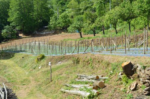 a field with a bunch of trees and a fence at Agriturismo E Turre in Serrastretta