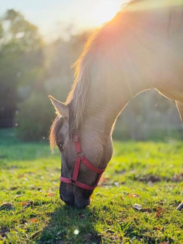 a brown horse eating grass in a field at Agroturystyka u Smerfa in Ugoszcz