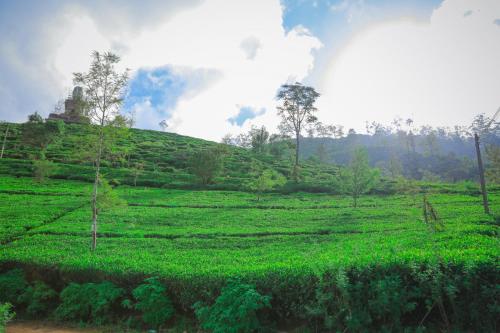 a field of green grass with a hill in the background at Single Tree Villa in Nuwara Eliya